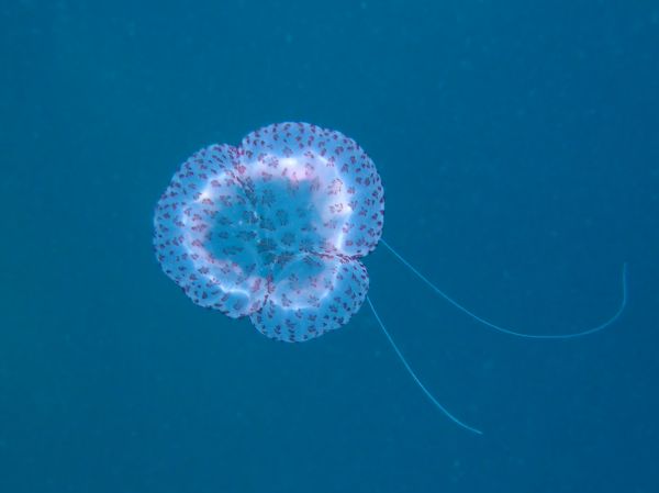 Pelagie  